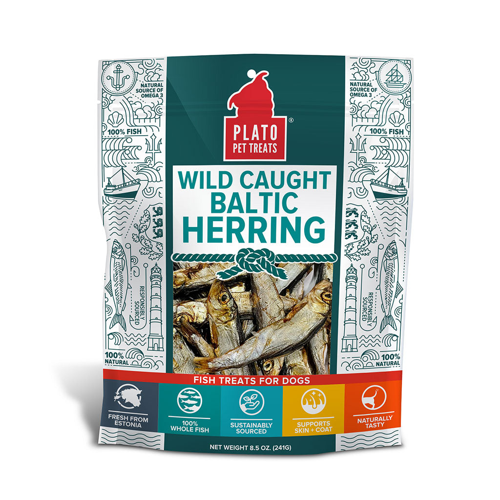 Baltic Herring